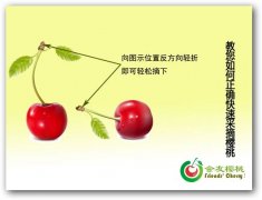 教您如何正确快速的采摘樱桃