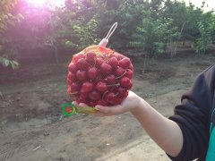 优质的大樱桃怎么种出来？